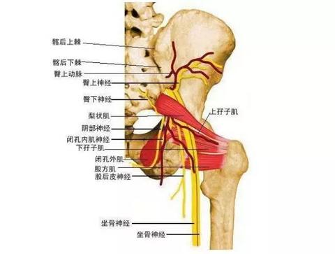 朱國苗: 今天我們解釋一種梨狀肌的治療方法——拉伸梨狀肌.