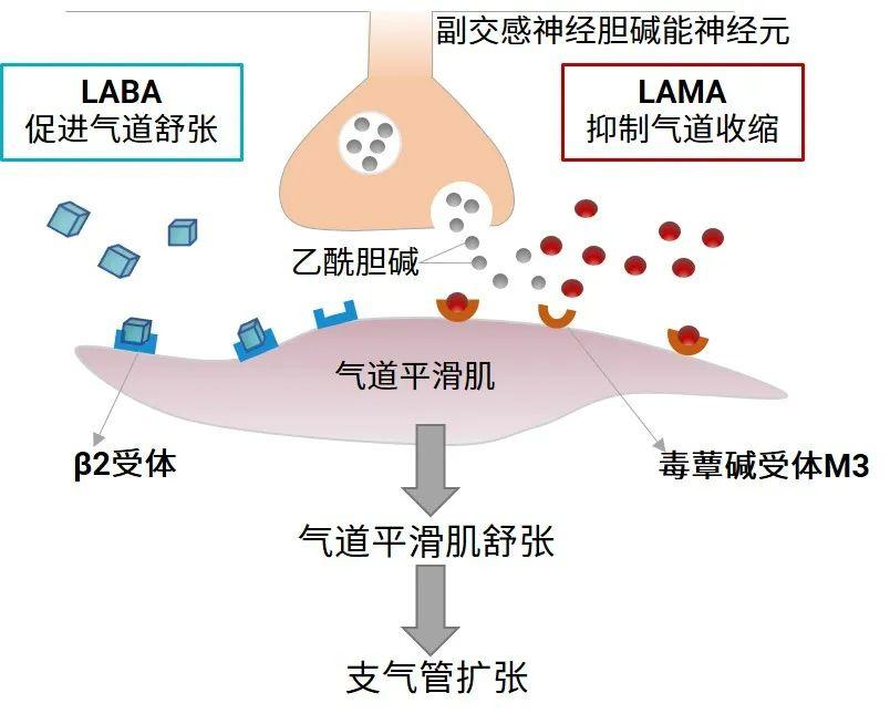 COPD吸入性给药药物药代动力学特征解析 - 知乎
