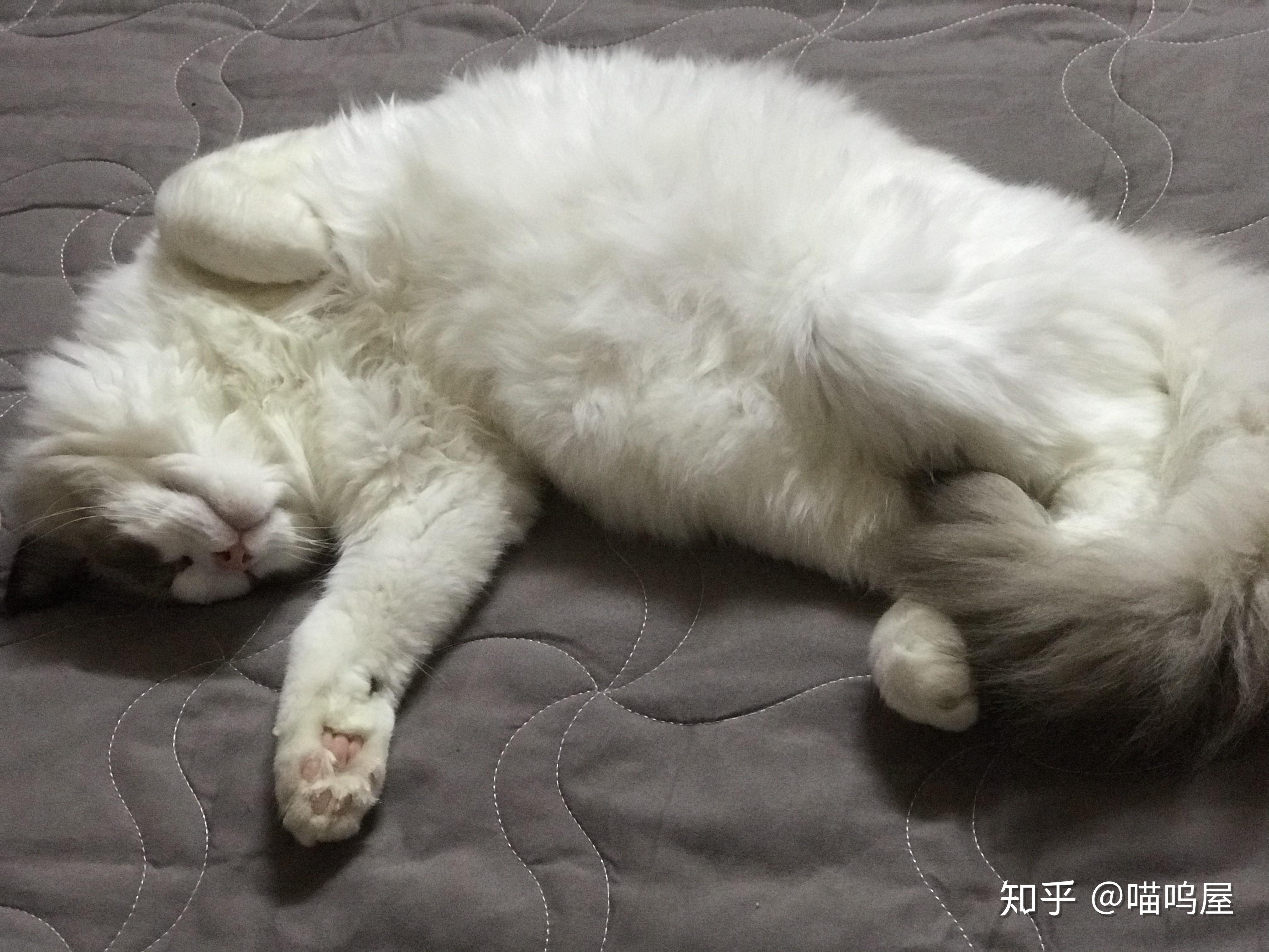 睡觉猫咪摄影图高清摄影大图-千库网