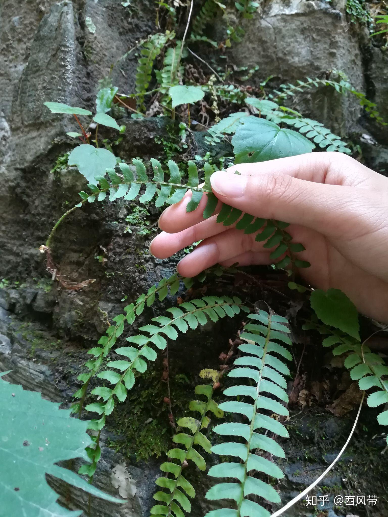 蕨类植物孢子繁殖教程(第一版) 