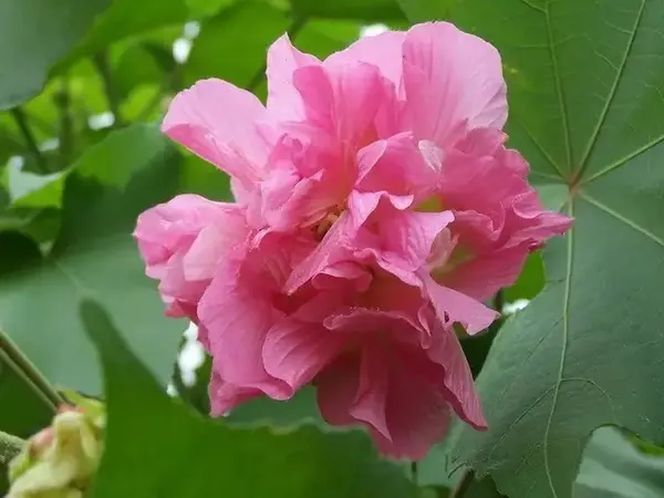 木芙蓉盆栽如何花多而繁 知乎