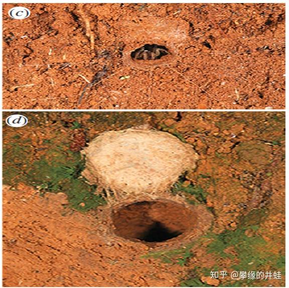 上:节板蛛科的,无盖板,有信号线;下:七纺蛛科的,有盖板,无信号线.
