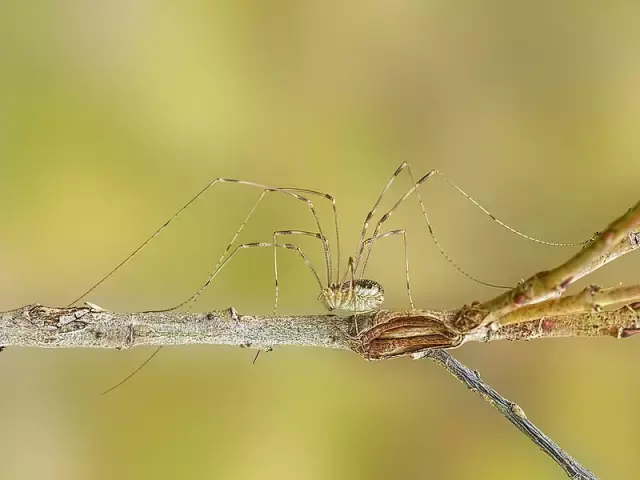 家裡的長腿蜘蛛是什麼有毒嗎