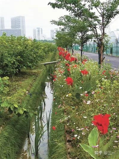 生态拦截沟打造美丽田园生态系统 - 知乎