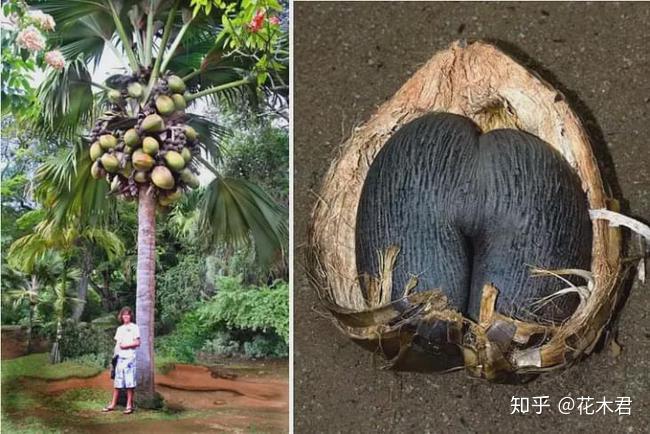 塞舌尔海椰子自然界最令人脸红的不正经植物