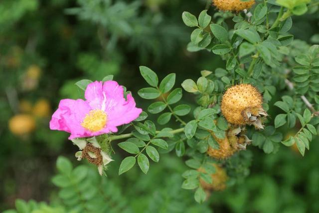 刺梨,花很漂亮,果实更出名,维生素c是苹果的500倍