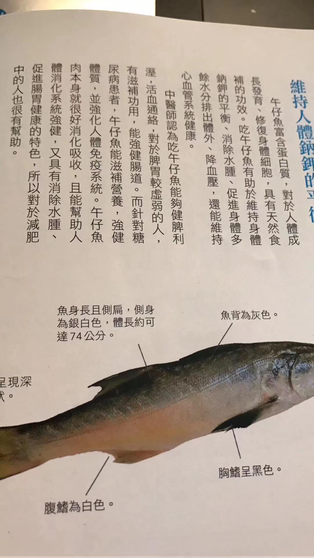 营养价值拍照附上本港野生午鱼～好吃营养高[强]海钓野生鲈鱼补脑深海