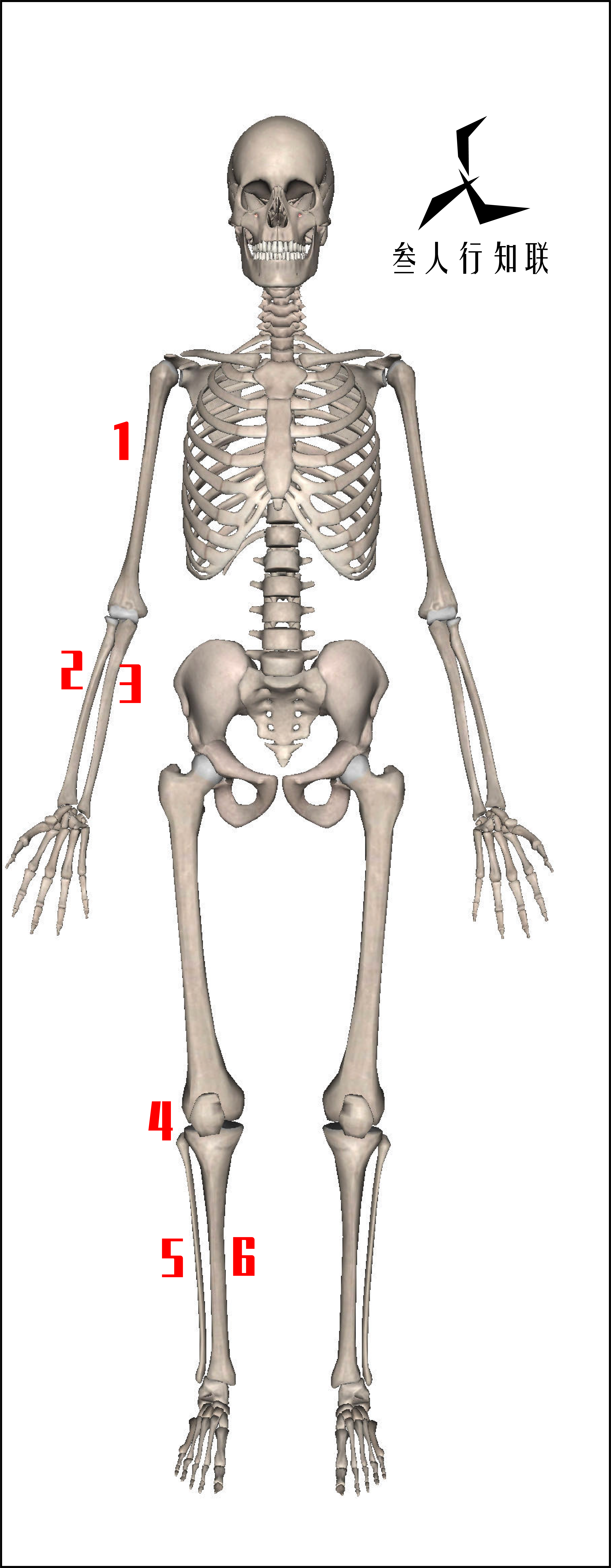 接下来最后登场的就是我们的四肢骨了,文稿里呢也有图,这是一幅完整的
