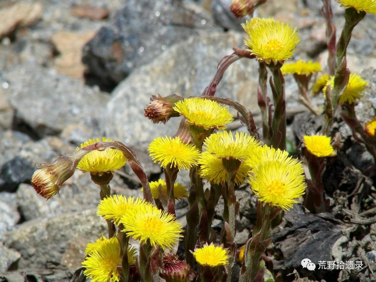 冬花味噌酱中的款冬和中国的款冬tussilago Farfara 不是一回事 知乎