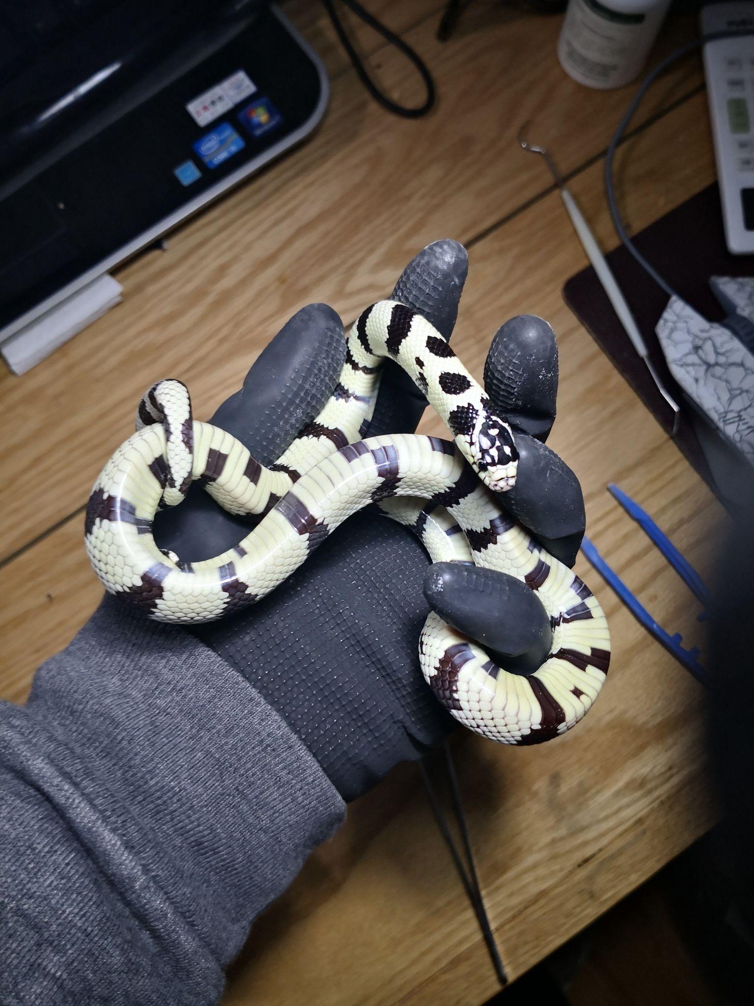 推荐从加州王蛇入手原因:1.价格便宜 普通个体的小蛇300-500元2.