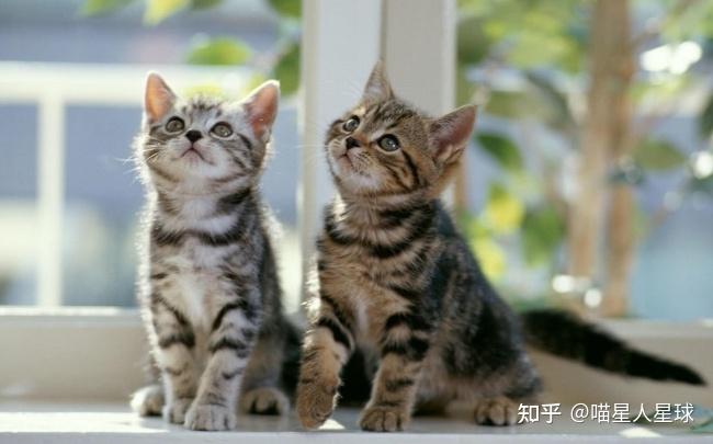 母猫为什么会吃掉自己的幼崽？ - 知乎