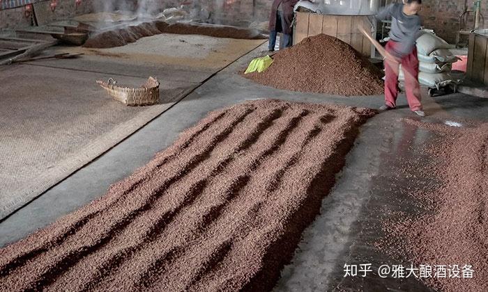 我想用糧食釀酒設備釀酒酒糟餵羊做固態好還是液態好