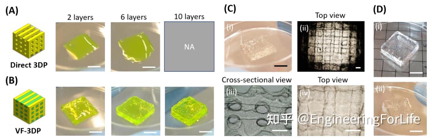 afm: 双喷头挤出3d打印复杂孔道gelma水凝胶用于血管模型和微流体灌注