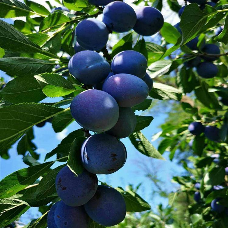 西梅李的品种介绍