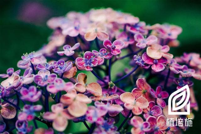 「植培施」八仙花Hydrangea macrophylla 落叶灌木类栽培手册 - 知乎