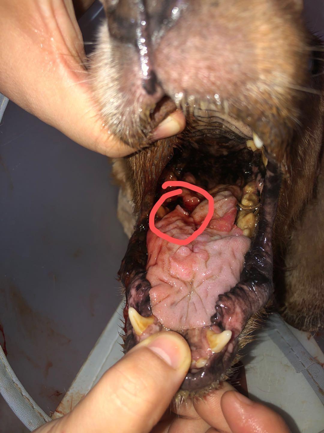 狗狗舌头萎缩了长了肿瘤这个样子能不能做手术切除舌头