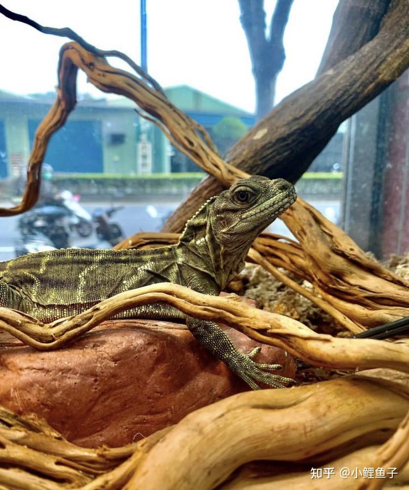 必看如何饲养好一只巨人安汶斑帆