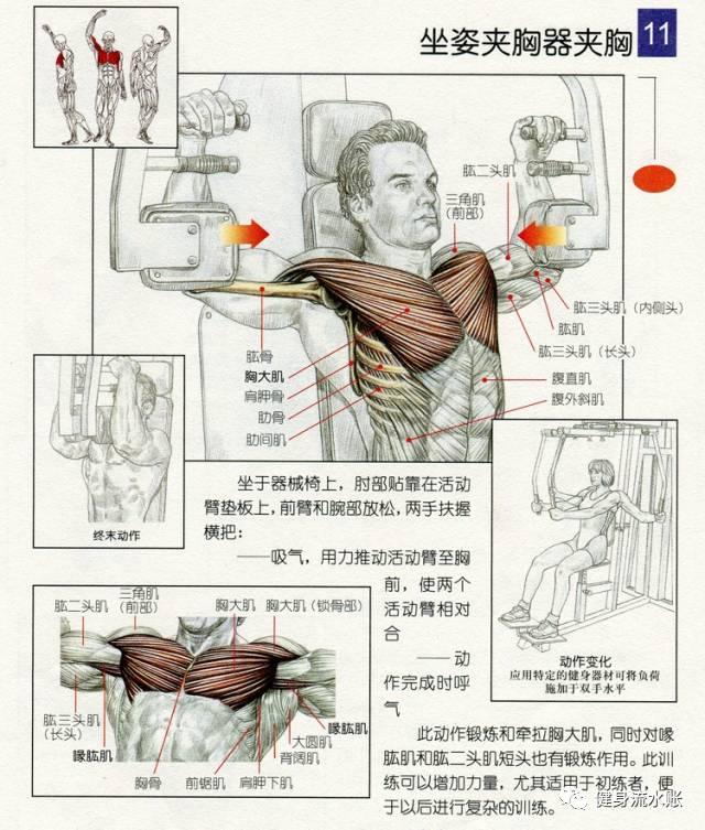 圆胸肌和方胸肌对比图片