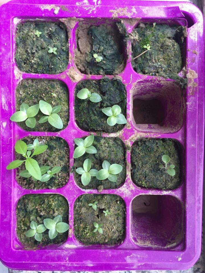 桔梗花和矮牵牛的种植历程