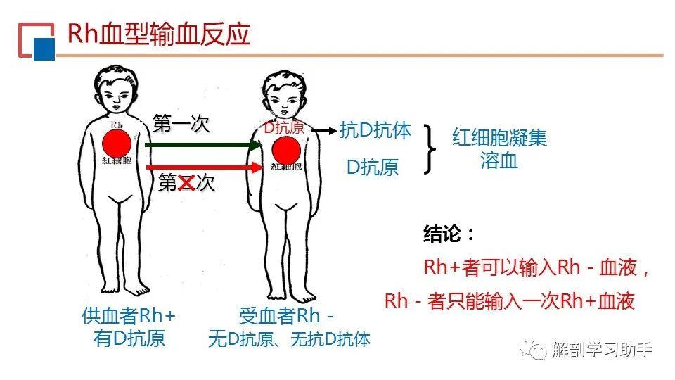 生理学——血型与输血 - 知乎