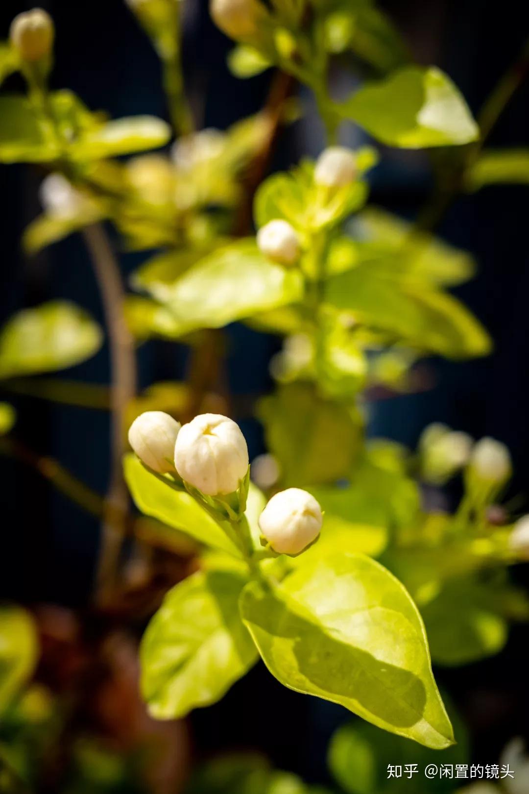 茉莉安_茉莉安神吗_茉莉安的信仰在哪买