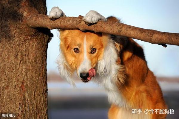边境牧羊犬有这6种行为 说明看不起你 觉得你太蠢了 边境牧羊犬有几种 丹若网
