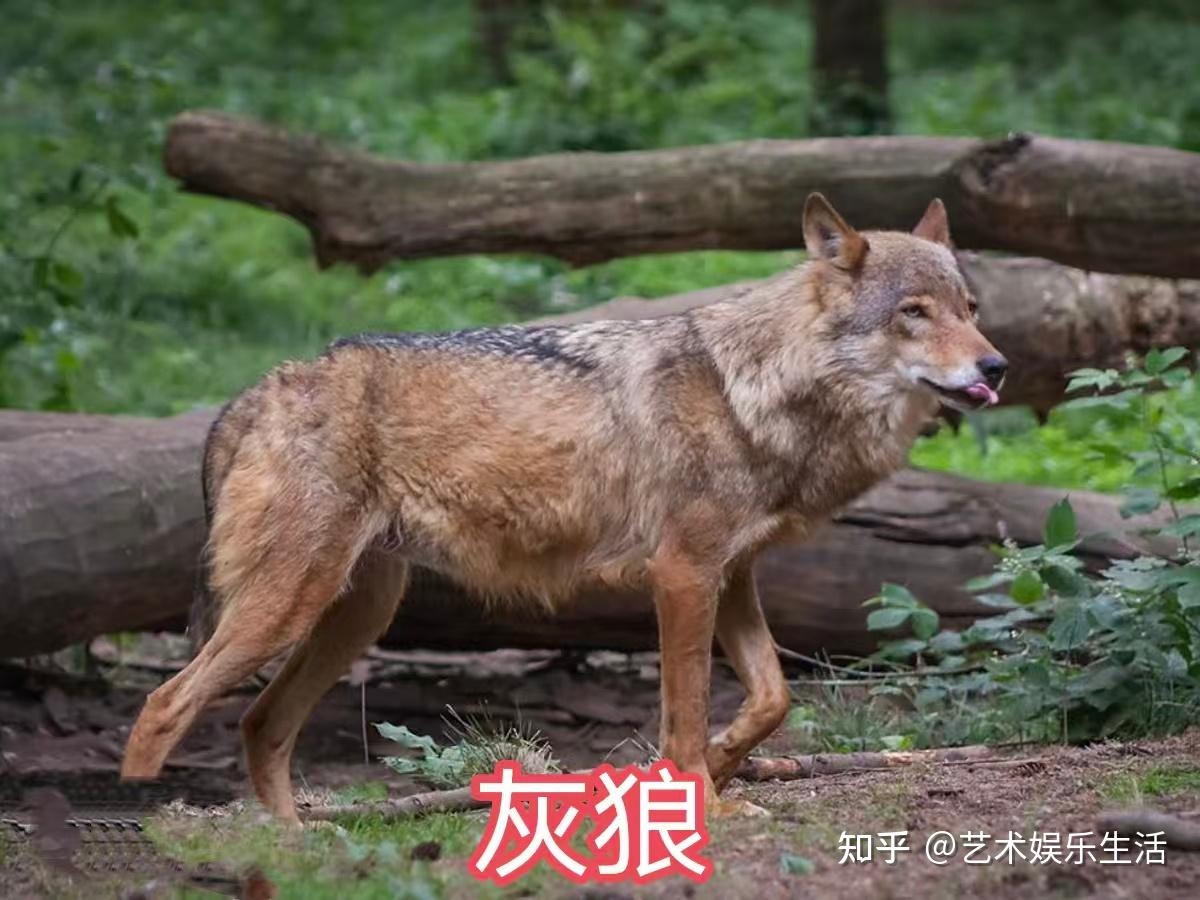 犬属的8种狼,都是生态位上的顶级掠食者 - 知乎