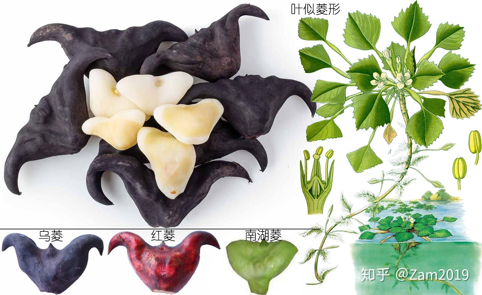 探索荸荠以及西关泮塘五秀是什么何为江南水八仙