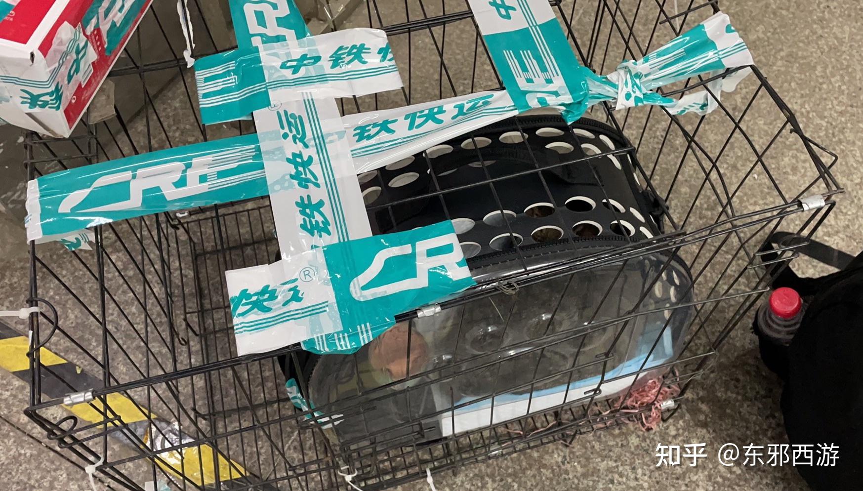 宠物托运价格揭秘:让爱宠安全舒适地跨越千山万水