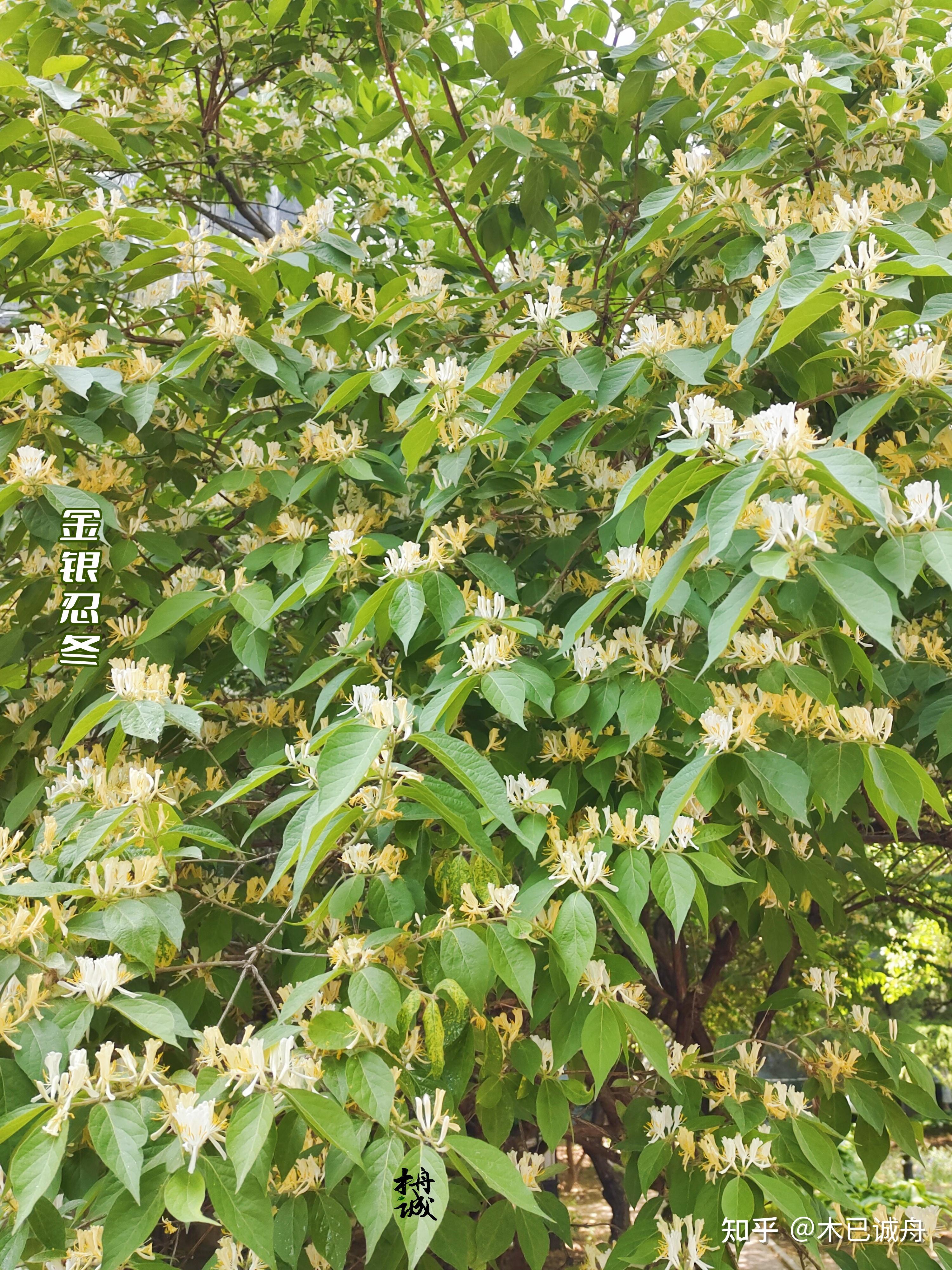 忍冬:金银木
