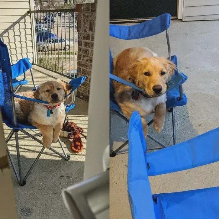 小时候喜欢飞机趴的金毛长大后太萌了哈哈哈