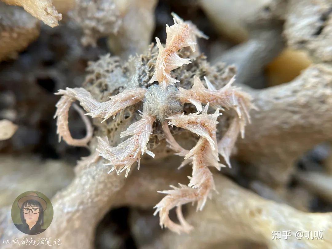 我们小心地将它们从海绵中取出观察,结果有的海蛇尾