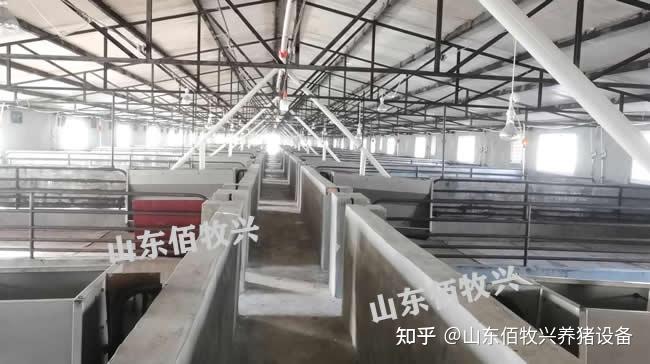 猪圈、猪舍建设经验分享,告诉你砌墙好,还是用栏杆好! - 知乎