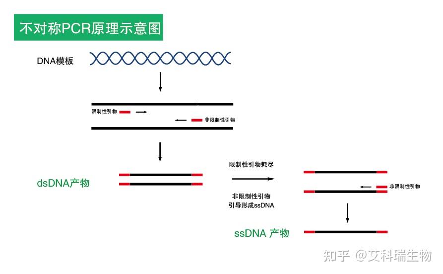 学会这四种PCR,离PCR大神更近一步! - 知乎