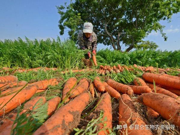 胡萝卜根结线虫如何防治?哪些症状能够判定胡萝卜有线虫病害