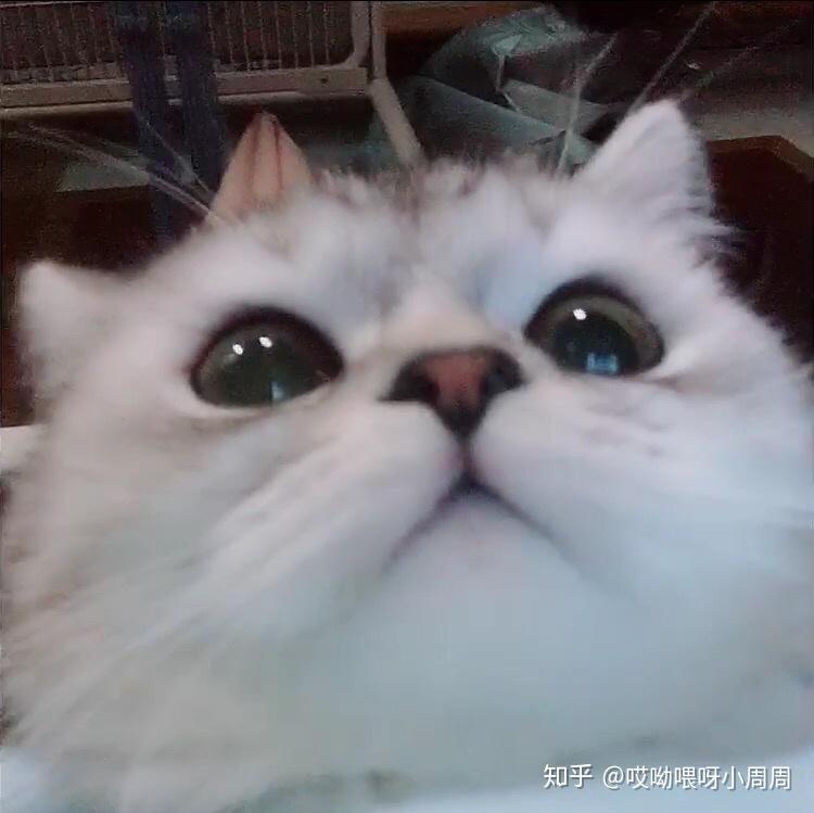 怎么养小奶猫最好 v2-76310cd4fc66212529e78095726cb6af_r.jpg