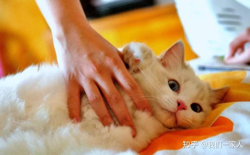 一个人拥有以下6个特质，他肯定很“吸猫” - 知乎