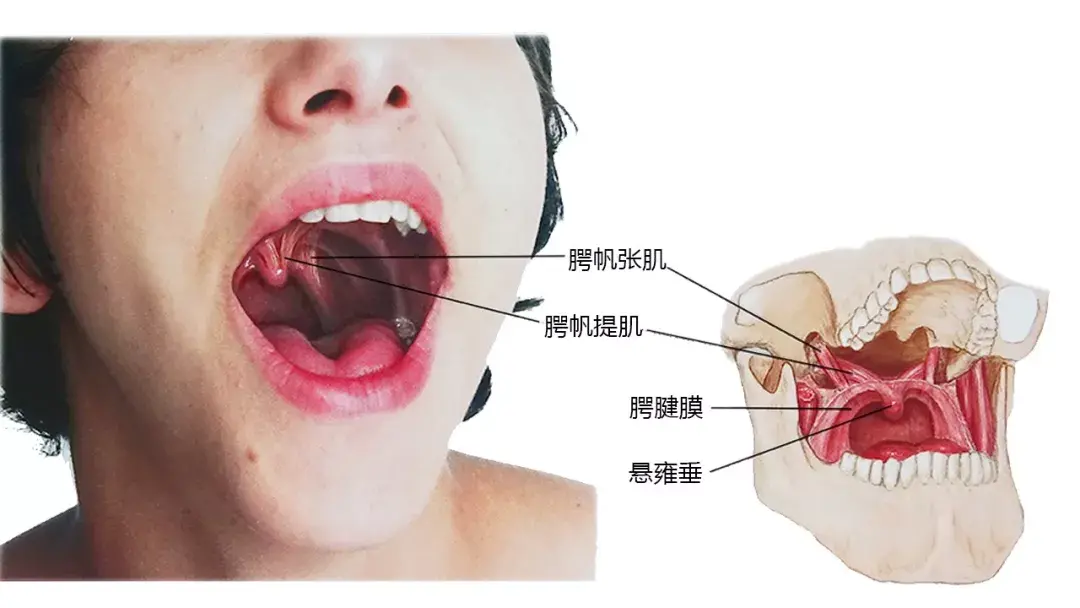 超全27张头面颈部高清解剖图珍藏