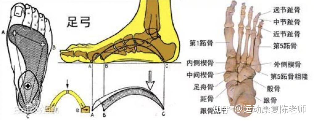 锐博康复髋膝踝疼痛进来看一直被你忽略的足弓训练