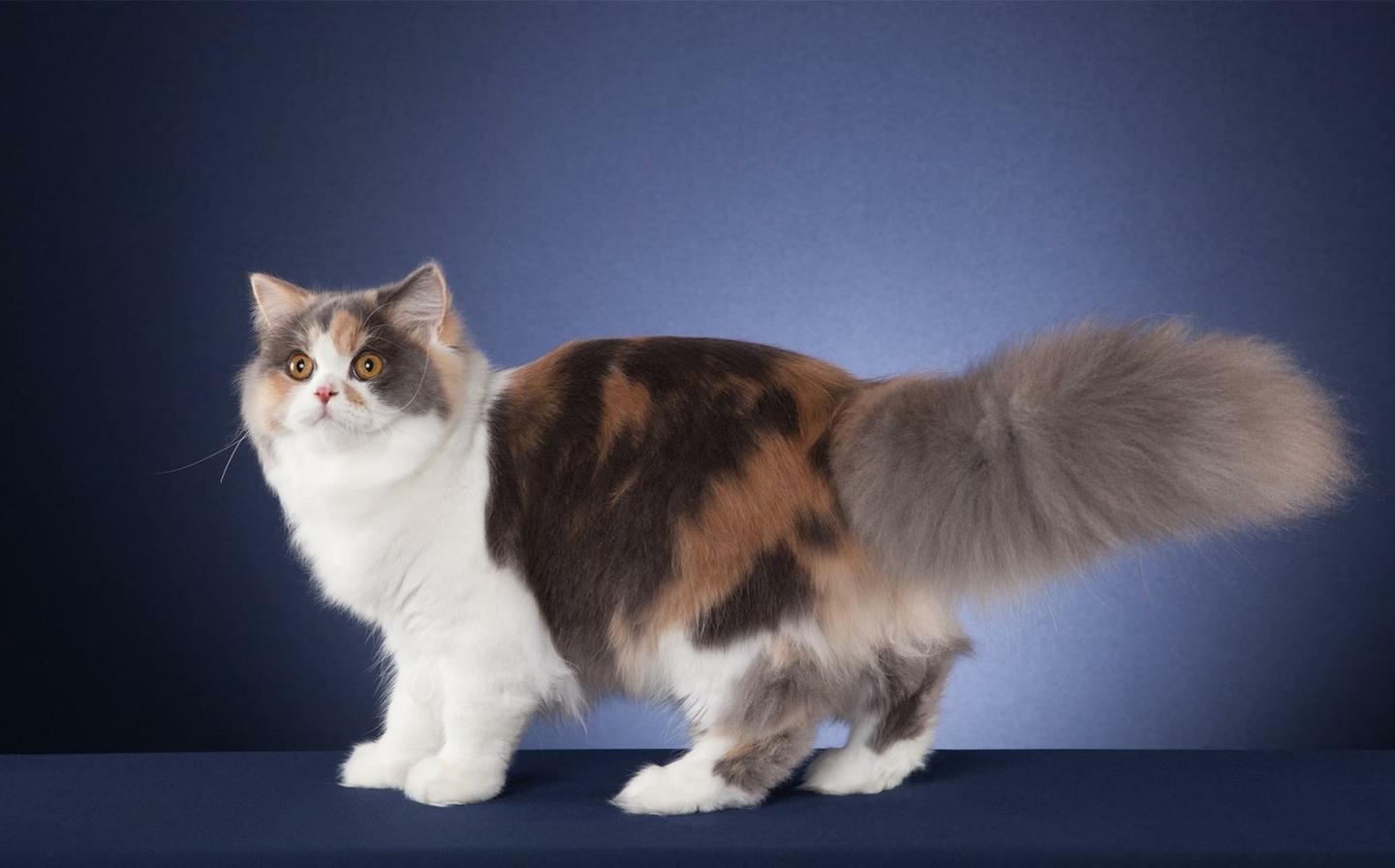 甜美度超高的英伦范大宅喵英国长毛猫