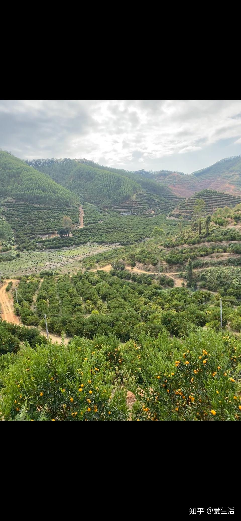 在沙糖桔成熟的季节,我们的水果产地惠州柏塘镇沙糖桔直采基地,产地直