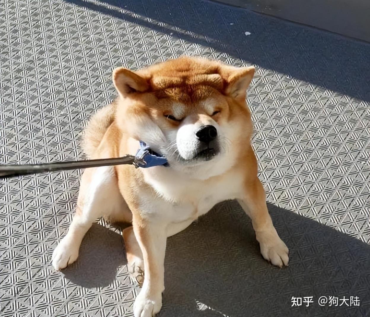 惯狗如杀狗,被“惯坏”的狗,都会出现这些行为!