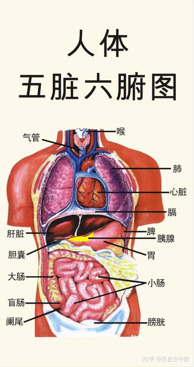 心脏部位图解图片