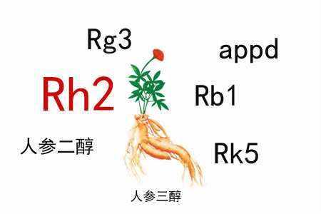 ppd和ppt型人参皂苷都属于达玛烷型四环三萜类化合物,在人参皂苷中占