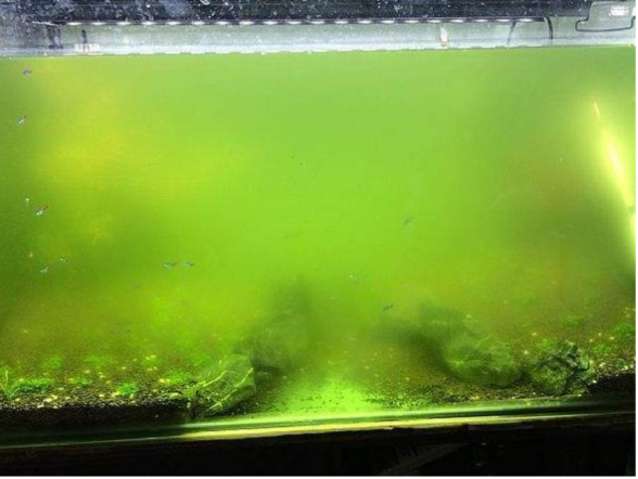 鱼缸水质浑浊发白发绿怎么办教你轻松解决