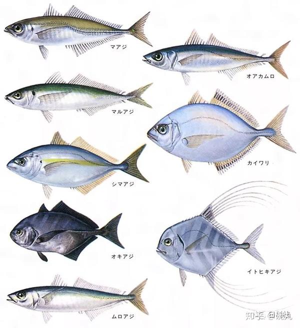 岛鲹 就是传说中的大大大竹荚鱼哦 知乎