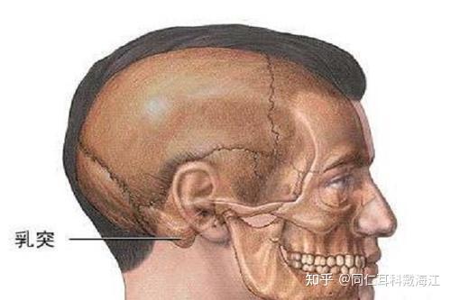 耳朵乳突具体位置图片图片