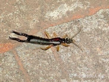 【动物界全系列】蠼螋亚目—蠼螋科 - 知乎