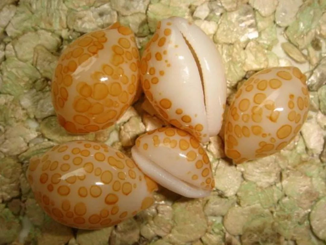 海贝里的颜值与金钱担当宝贝作者孟馨媛