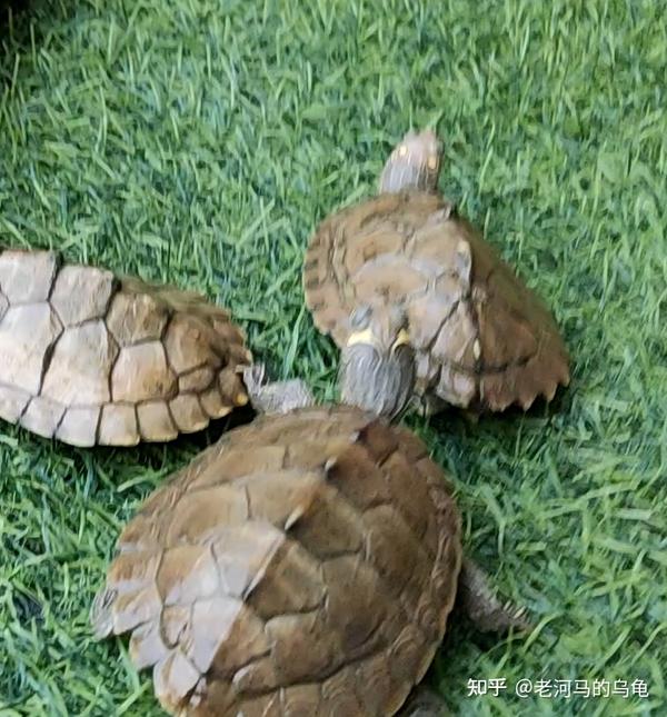 地图龟为什么叫龟中哈士奇?长得也不像啊!